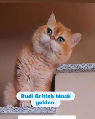 British black golden in adozione