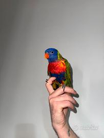 Lory arcobaleno