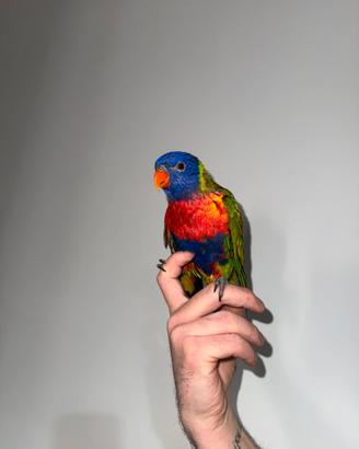 Lory arcobaleno