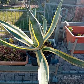 Agave Americana Variegata e Verde - da 5€ a 60€