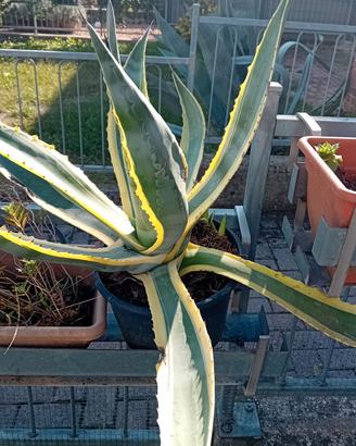 Agave Americana Variegata e Verde - da 5€ a 60€