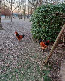 Disponibili due giovani galli nati nel 2025