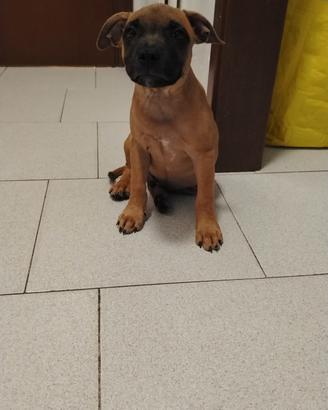 Cucciolo di Staffordshire Bull Terrier 