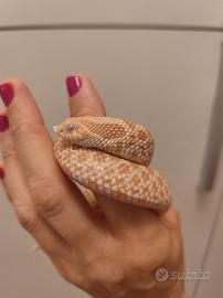 serpente nasicus 