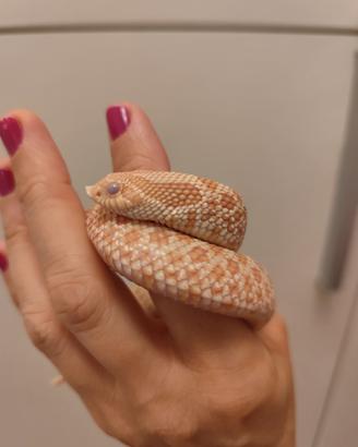 serpente nasicus 