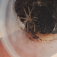 Tarantola Lasiodora striatipes