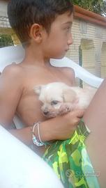 Maltipoo