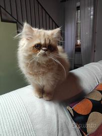 Gattini persiani