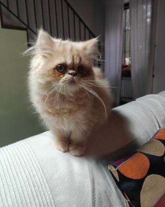 Gattini persiani