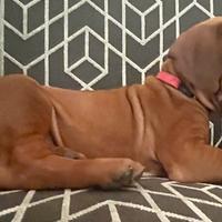 Cuccioli di Rhodesian Ridgeback