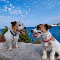 Jack russel pelo ruvido