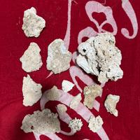 Rocce secche / morte per acqurio marino