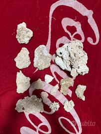 Rocce secche / morte per acqurio marino