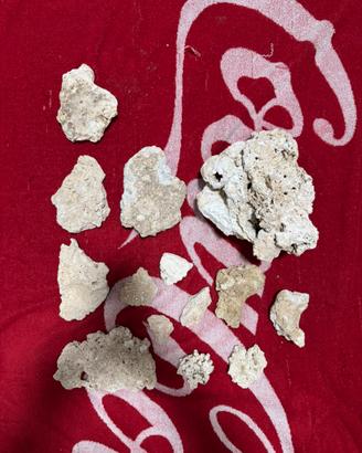 Rocce secche / morte per acqurio marino