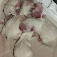 Cuccioli di maltese toy