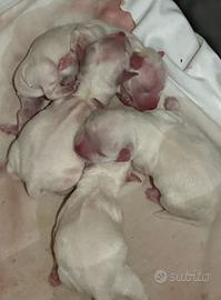 Cuccioli di maltese toy