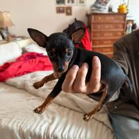 Pinscher Toy