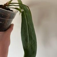 Anthurium pallidiflorum