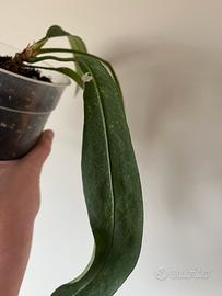 Anthurium pallidiflorum