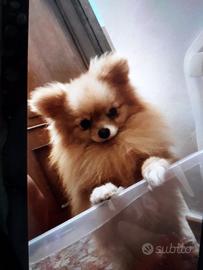 Spiz pomerania per monta 200 euro