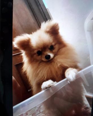 Spiz pomerania per monta 200 euro