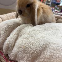 Cuccioli di coniglio ariete