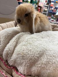 Cuccioli di coniglio ariete