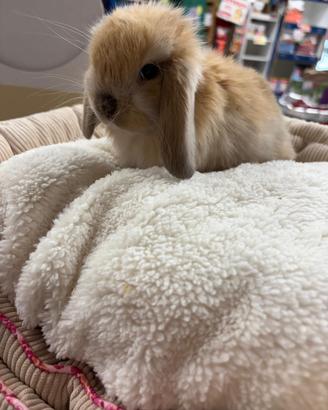 Cuccioli di coniglio ariete