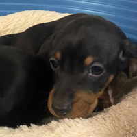 Cuccioli bassotto kaninchen