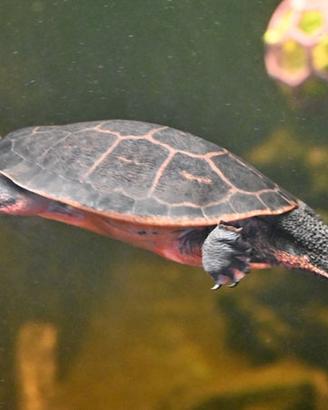 Emydura subglobosa