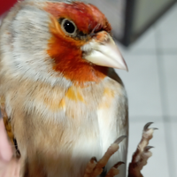 Ultimo incardellato 8 mesi