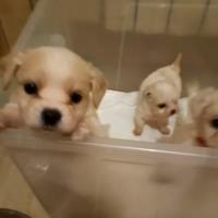Cuccioli Maltesi