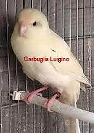 Pappagallo - Kakariki cremino portatore di BLU