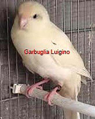 Pappagallo - Kakariki cremino portatore di BLU