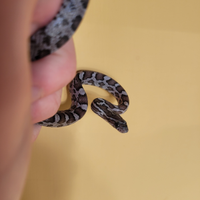 Baby serpente del grano charcoal (P. guttatus)