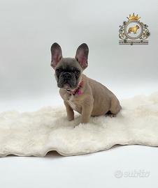 Incantevole bulldog francese blue Fawn