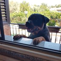 Cane Rottweiler per monta