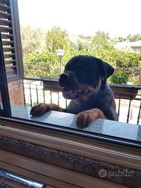 Cane Rottweiler per monta