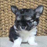 Cucciolino chihuahua a pelo lungo