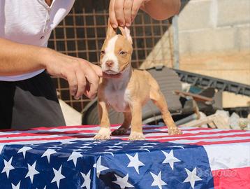 Pitbull UKC Maschio
