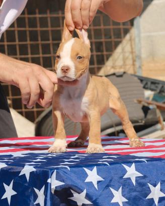 Pitbull UKC Maschio
