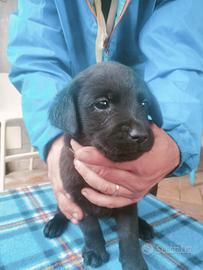 Cucciole di Labrador Retriever neri