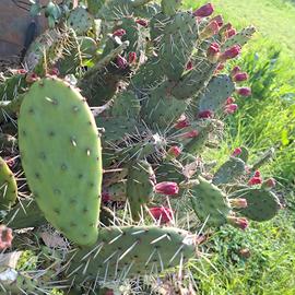Opuntia striata  ( fico d'india  ornamentale)