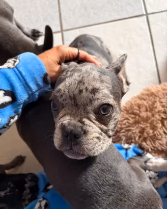 Bulldog Francese Cuccioli