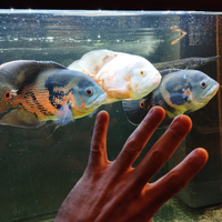 Astronotus ocellatus tiger