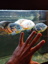 Astronotus ocellatus tiger