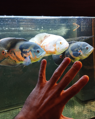 Astronotus ocellatus tiger