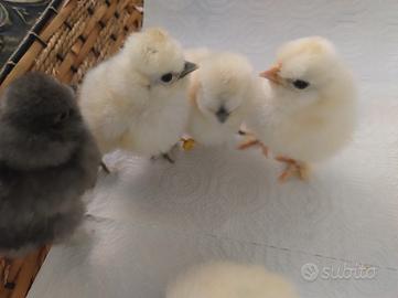Pulcini moroseta di pochi giorni