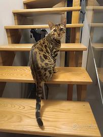 Bengala desidera moglie