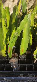 1 pianta radicata pitaya dragon fruit undatus   
